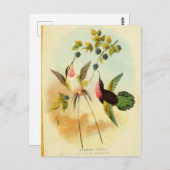 Carte Postale Hummingbird, Bird Illustration, Bird Art, Vintage (Devant / Derrière)