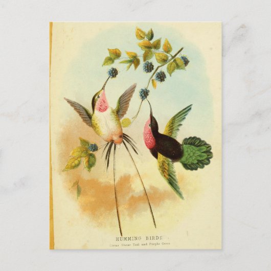 Carte Postale Hummingbird, Bird Illustration, Bird Art, Vintage (Devant)