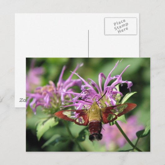 Carte postale Hummingbird Moth (Devant / Derrière)