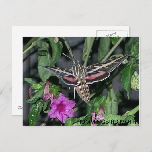 CARTE POSTALE HUMMINGBIRD MOTH (Devant / Derrière)