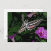 CARTE POSTALE HUMMINGBIRD MOTH 2 (Devant / Derrière)
