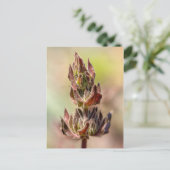 Carte Postale Hummingbird Sage (Debout devant)