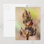 Carte Postale Hummingbird Sage (Devant / Derrière)