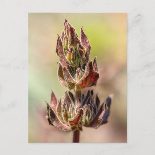 Carte Postale Hummingbird Sage (Devant)