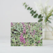 Carte Postale Hummingbird Sage (Debout devant)