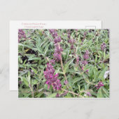 Carte Postale Hummingbird Sage (Devant / Derrière)