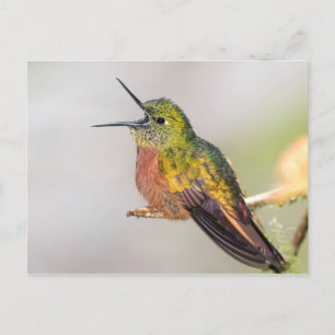 Carte Postale Hummingbird Talking with Open Beak