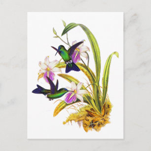Carte Postale Hummingbirds et Purple Orchids