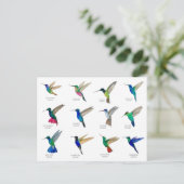 Carte Postale Hummingbirds  Postcard (Debout devant)