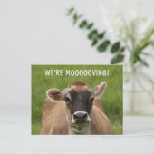 Carte postale humoristique sur les vaches (Debout devant)