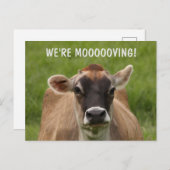 Carte postale humoristique sur les vaches (Devant / Derrière)