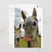 Carte Postale Humour âne (Devant / Derrière)