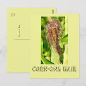 Carte postale Humour cheveux (Devant / Derrière)