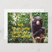 Carte postale Humour Chimp (Devant / Derrière)