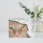 Carte Postale Humour de chat Tabby Orange (Debout devant)