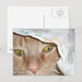 Carte Postale Humour de chat Tabby Orange (Devant / Derrière)
