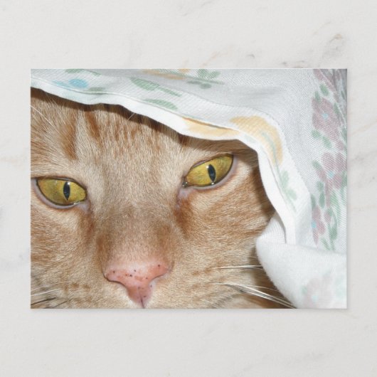 Carte Postale Humour de chat Tabby Orange (Devant)