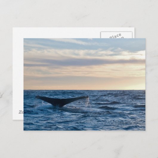 Carte Postale Humpback Tail (Devant / Derrière)