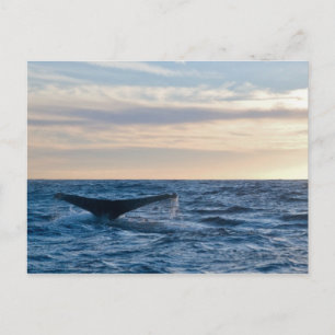 Carte Postale Humpback Tail