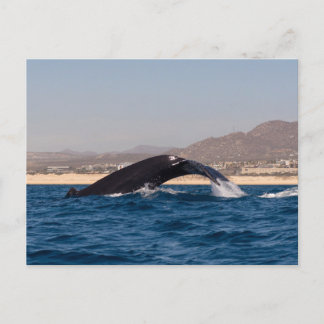 Carte Postale Humpback Whales in Mexico