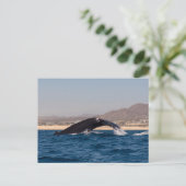 Carte Postale Humpback Whales in Mexico (Debout devant)