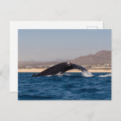 Carte Postale Humpback Whales in Mexico (Devant / Derrière)
