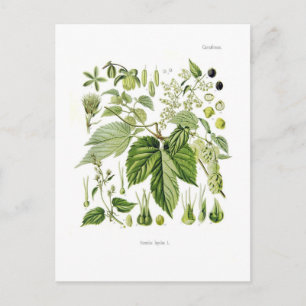 Carte Postale Humulus lupulus (houblon)