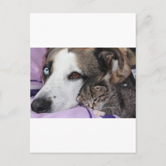 Carte Postale Hund, Katze, Freundschaft (Devant)