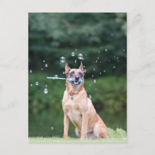 Carte Postale Hundtrick : Seifenblasen erstellen