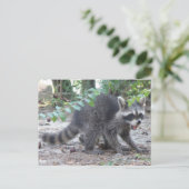 Carte postale Hungry Baby Raccoon (Debout devant)