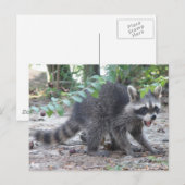 Carte postale Hungry Baby Raccoon (Devant / Derrière)