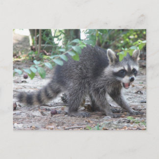 Carte postale Hungry Baby Raccoon