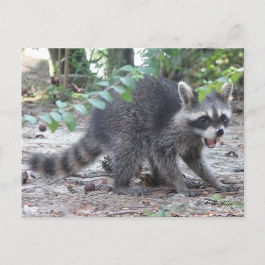 Carte postale Hungry Baby Raccoon (Devant)