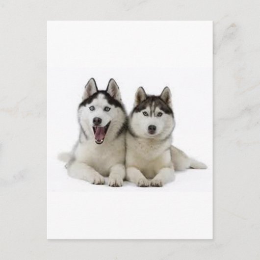 Carte Postale Huskies (Devant)