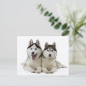 Carte Postale Huskies (Debout devant)