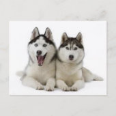 Carte Postale Huskies (Devant)