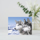 Carte Postale Huskies de Sibérie (Debout devant)