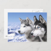 Carte Postale Huskies de Sibérie (Devant / Derrière)