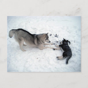 Carte Postale Huskies de Sibérie