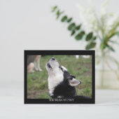 carte postale husky (Debout devant)