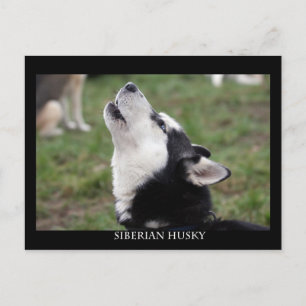 carte postale husky