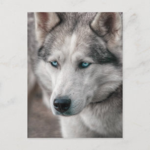 Carte Postale Husky