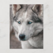 Carte Postale Husky (Devant)