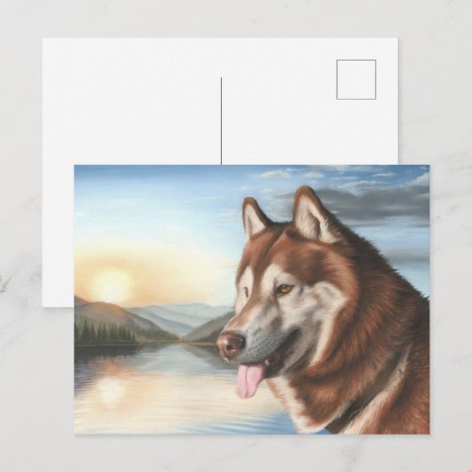 Carte postale Husky (Devant / Derrière)
