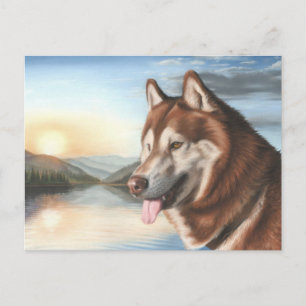 Carte postale Husky