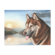 Carte postale Husky