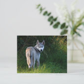 Carte Postale Husky (Debout devant)