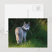 Carte Postale Husky (Devant / Derrière)
