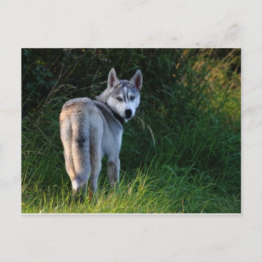 Carte Postale Husky (Devant)
