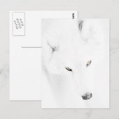 Carte Postale Husky (Devant / Derrière)